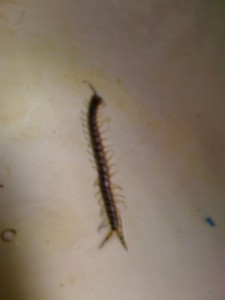 centipede